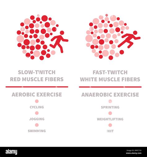 Skeletal muscle fiber types with slow twitch and fast twitch ...