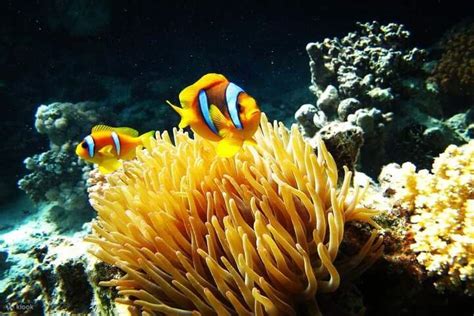 Port ghalib : Sharm EL-Lole Beach Zaina Camp - Klook