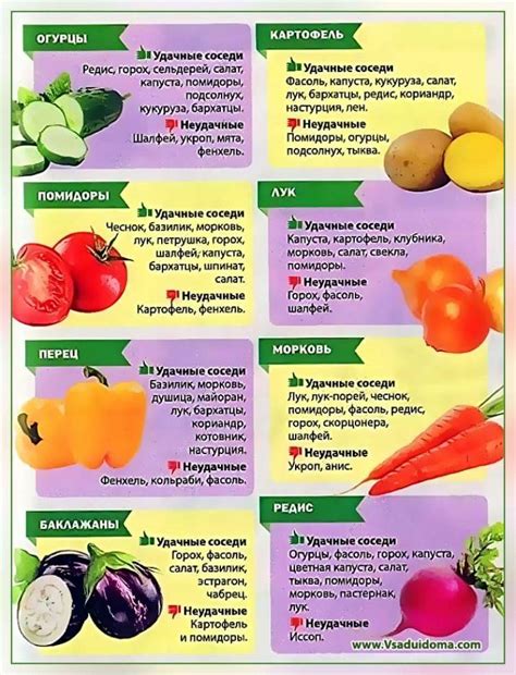 Севооборот овощных культур на дачном участке: таблица и схема