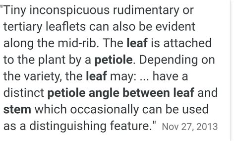 what is an angle between the petiole a leaf and a stem - Brainly.in