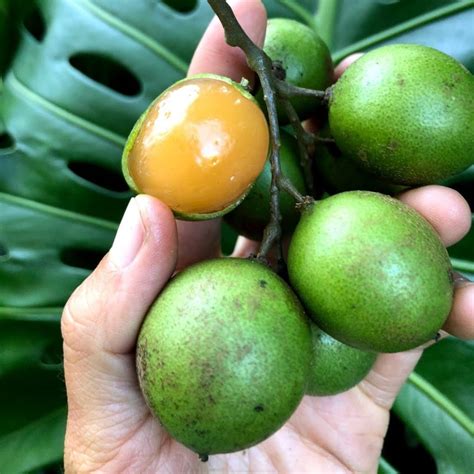 Mamones Tree