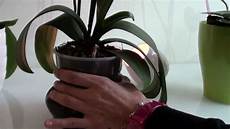 potare orchidea tecnica potatura come fare potatura potare orchidea tecnica potatura come fare potatura