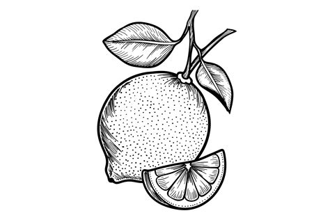 Image result for Lemon Drawing Colored