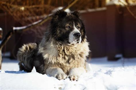 Caucasian Shepherd Price – How Expensive Is The Ovcharka?