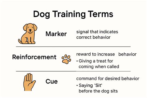25 Essential Dog Training Terms Every Pet Owner Needs in 2025 – iPupPee