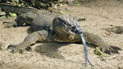 Image result for Computer Monitor Lizard