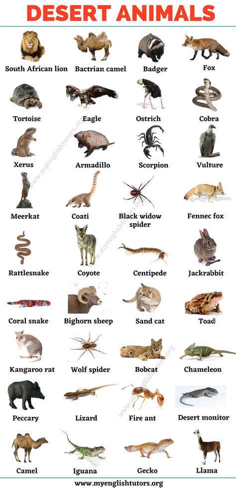 List of animals an ultimate list of animal names in english – Artofit