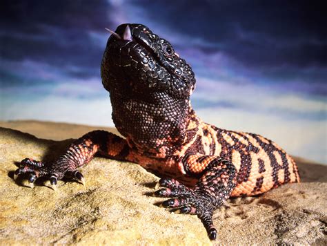 Gila Monster Facts Gila Monster's Burrow Bearport Publishing