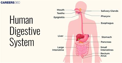 Image result for How Does Digested Food Get into Blood Absorption