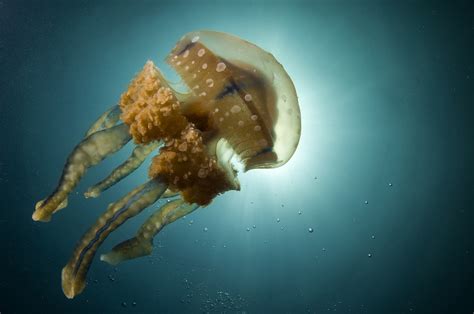The Many Lives Of Jellyfish | Nature inFocus