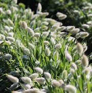 Image result for Bunny Tail Grass Seed