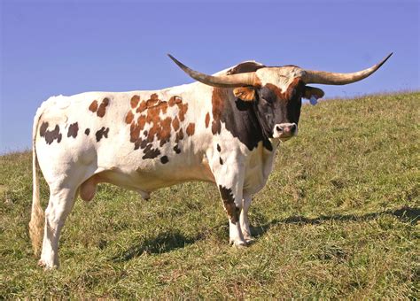 Texas Longhorn Cattle | return to photo index free reproduction rights ...