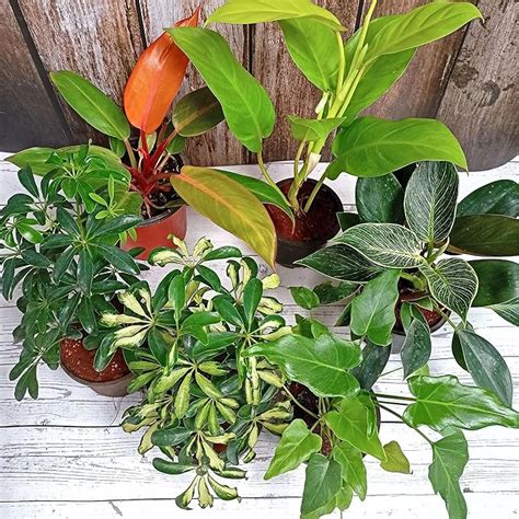 Rolling Nature Combo Assorted Set of 6 Exotic Plant it Yourself (PIY ...