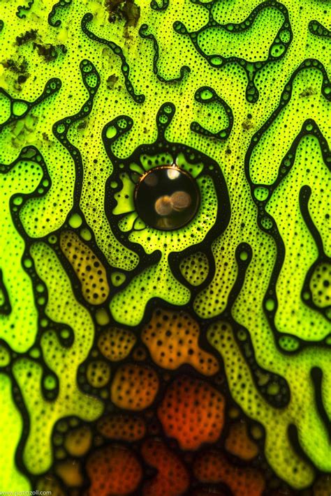 Microscopic Patterns 的图像结果