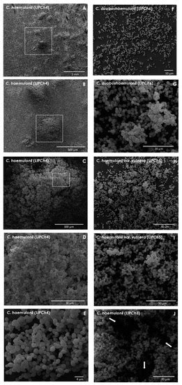Biofilm Formed by Candida haemulonii Species Complex: Structural ...