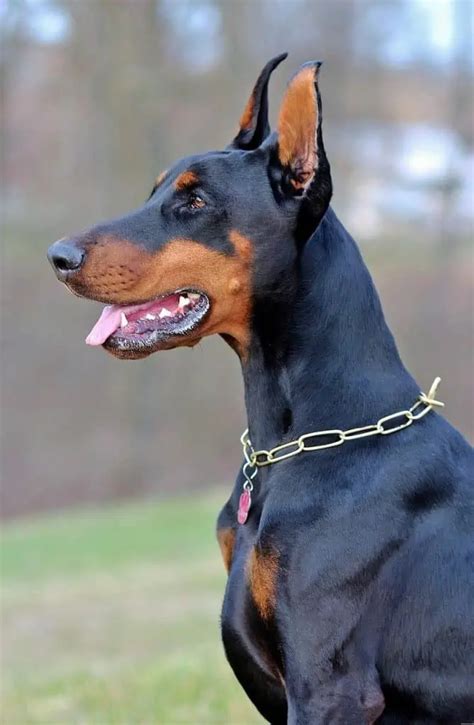 Doberman Scary 的图像结果