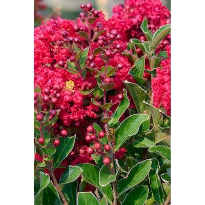 Summerlasting Strawberry Crape Myrtle Plants, Bulbs & Seeds at Lowes.com