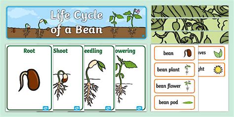 Life Cycle of a Bean Plant Display Pack