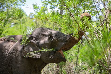 Vietnam animals: A glimpse into 20+ common and endangered species - Vietnam Travel Online