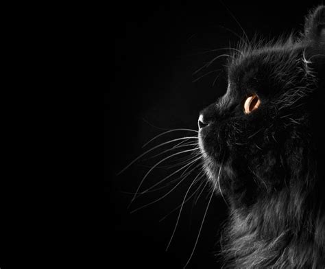 黑猫高清动物壁纸下载-ZOL桌面壁纸