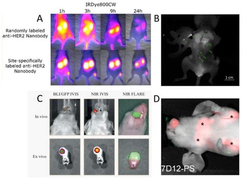 Targeted Nanobody-Based Molecular Tracers for Nuclear Imaging and Image ...