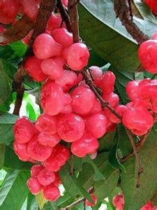 Trothic Gardens High Yielding Hybrid Tropical Fruit Live Plant ' Rose ...