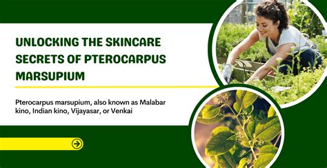 The Skincare Secrets of Pterocarpus Marsupium | Clinikally