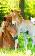 Image result for Cute Horses