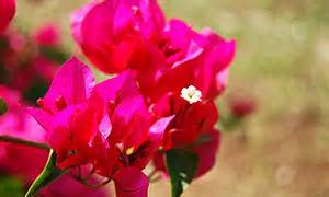 5000+ HD Flowers pictures with Detailed information