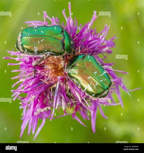 Jewell beetle hi-res stock photography and images - Alamy