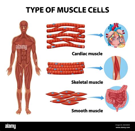Type of Muscle Cells for health education Infographic illustration Stock Vector Image & Art - Alamy