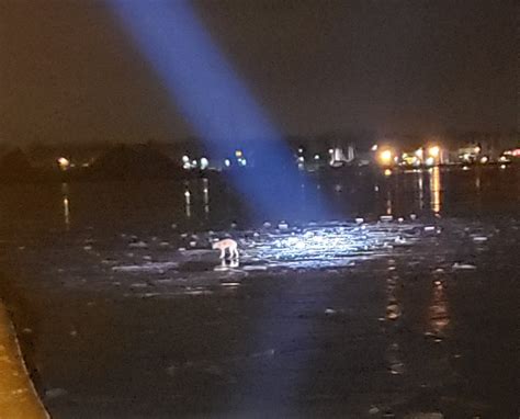 A dog, an ice floe and a dramatic after-dark rescue - mlive.com