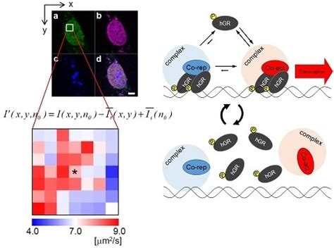 Negative Correlation between the Diffusion Coefficient and ...