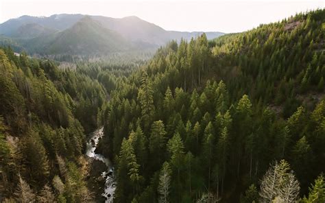Nature Woods 的图像结果