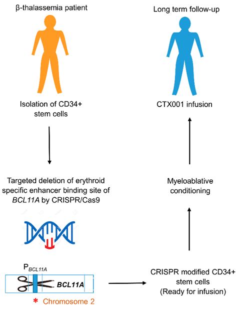 CRISPR Gene Therapy: A Promising One-Time Therapeutic Approach for ...