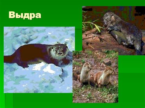 Животные и птицы Красноярского края. Белый медведь - презентация онлайн
