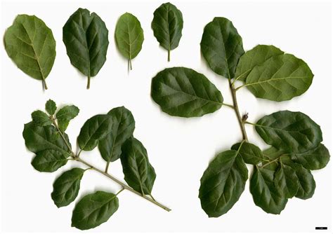 Quercus Agrifolia Coast Live Oak