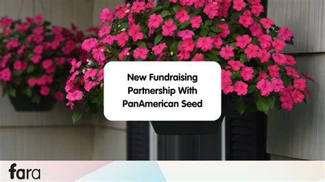 Fara Setup 的图像结果