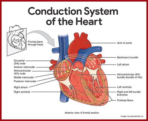 Cardiovascular System Structure