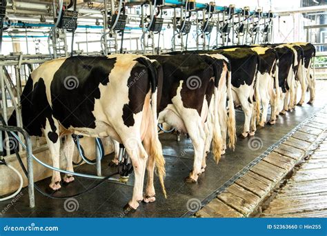 Dairy Milking Cow Machine Produce Fresh Milk Stock Photo - Image of ...