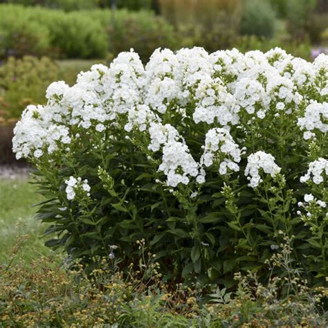 Phlox paniculata Backlight | Perennial Plant Sale | Bloomin Designs Nursery