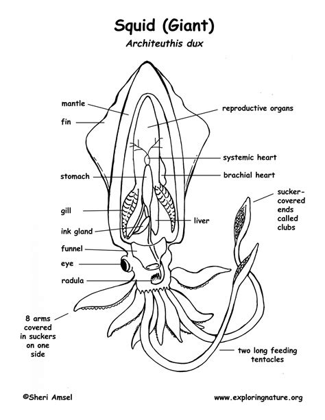 Squid Anatomy Worksheet | Anatomy Worksheets