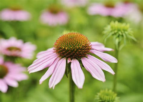 What Do Coneflowers Look Like at Patrick Lakes blog