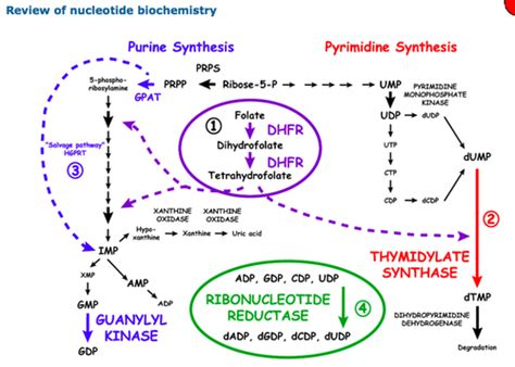 Image result for Purine Synthesis Folate