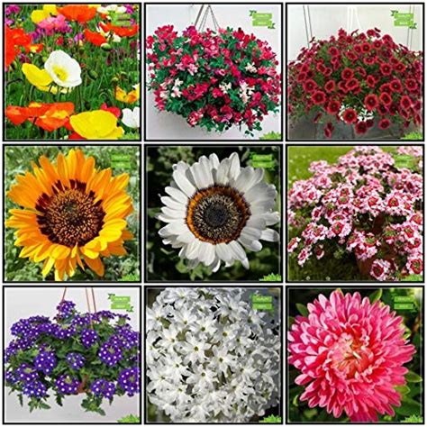 Creative Farmer Plant Seeds Combo Flower Seeds : Iceland Poppy, Sweet ...