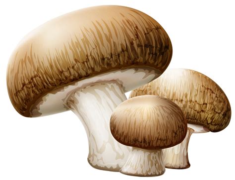 transparent background mushroom clip art - Clip Art Library