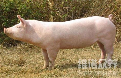 猪的饲料分为哪几类，长白猪的饲料配制与配方 - 知乎