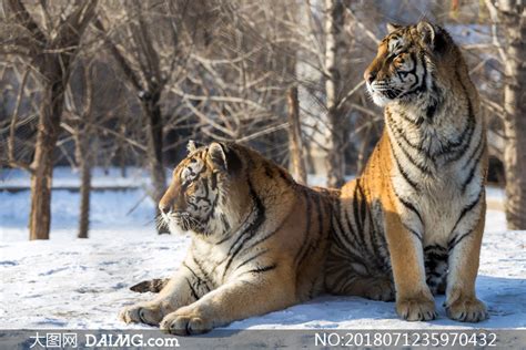 雪地上的两只老虎特写摄影高清图片_大图网图片素材