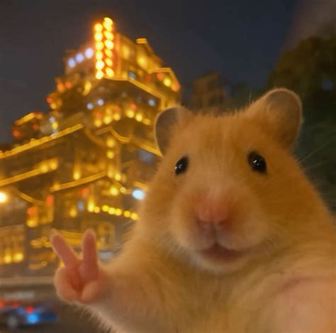 Hamster with Peace Sign