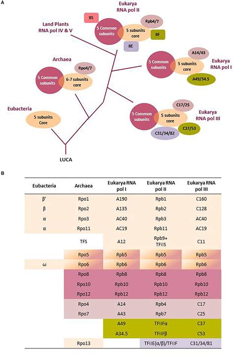 Image result for RNA Transcription Process